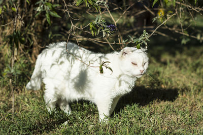 Close-up of sheep on field