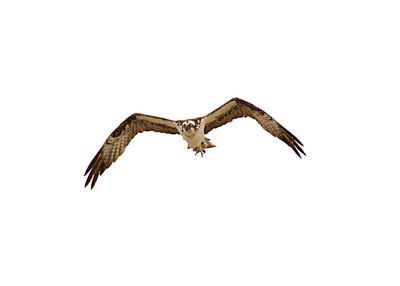 Low angle view of eagle flying against clear sky