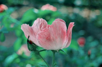 Close-up of pink rose