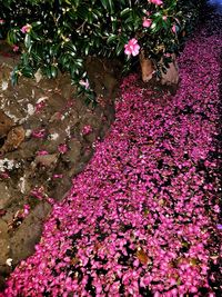 Close-up of pink flowers