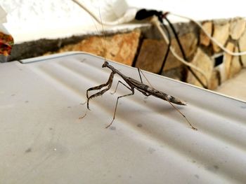 High angle view of praying mantis on table