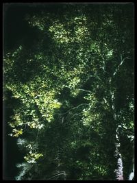 Full frame shot of tree against black background