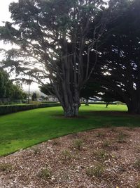 Trees on field