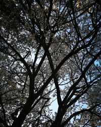 Low angle view of tree against sky