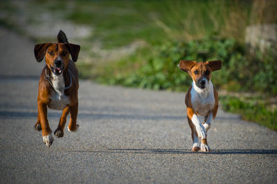 Portrait of dog running on road