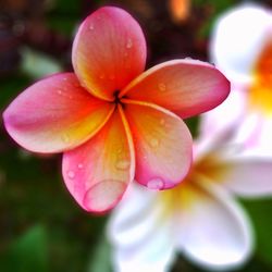 Close-up of pink flower