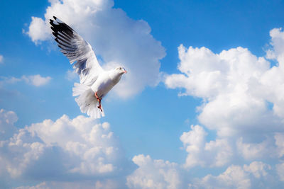 Low angle view of seagulls flying against sky