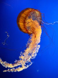 Jellyfish underwater