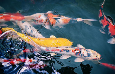 High angle view of koi carps swimming in sea