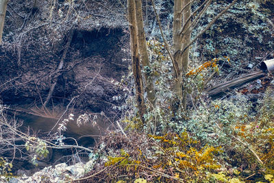 High angle view of trees growing in forest