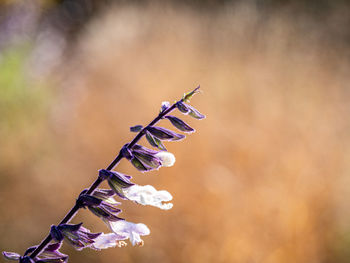 Close-up of purple flowering plant