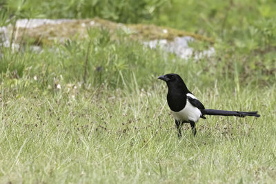 Bird perching on a field