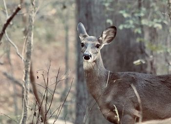 Portrait of deer in the forest
