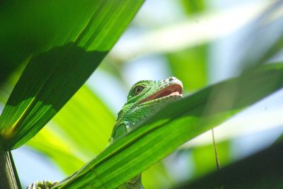 Close-up of lizard on leaf