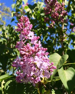 Close-up of pink flowers blooming on tree