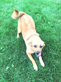 Dog on grassy field