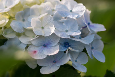 Close-up of white hydrangea flowers