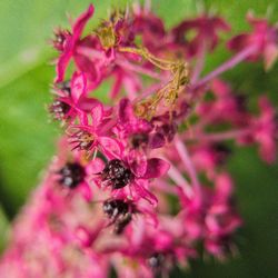 Close-up of insect on pink flower