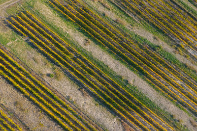 Full frame shot of agricultural field