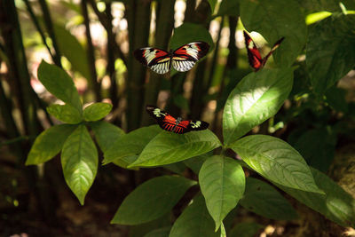 Mating dance of several piano key butterfly heliconius melpomene insects in a garden.