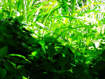 Close-up of plant growing on field