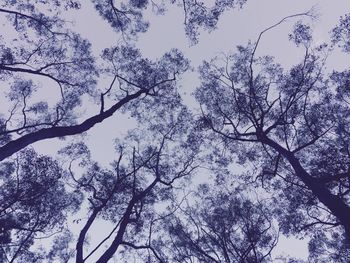 Low angle view of trees against sky