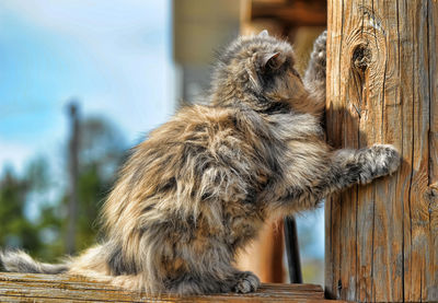 Close-up of monkey sitting on wood