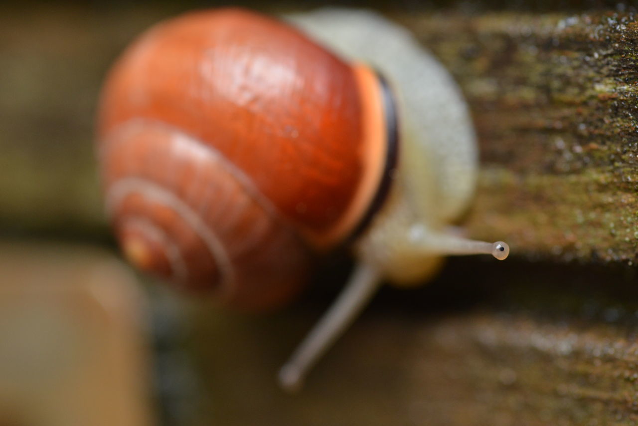 snails and slugs, snail, mollusk, animal themes, animal, animal wildlife, one animal, gastropod, close-up, macro photography, wildlife, shell, animal shell, animal body part, no people, boredom, animal antenna, selective focus, nature, crawling, slimy, outdoors, day