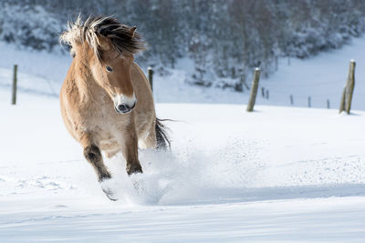 Horse running on snow covered field