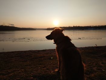 Dog on beach against sky during sunset