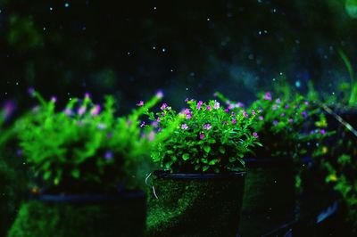 Close-up of plants at night