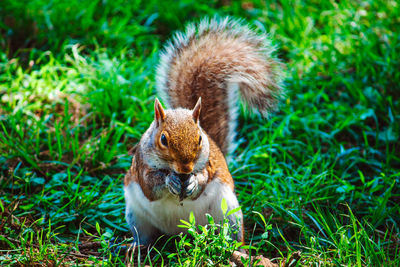 Close-up of squirrel on field