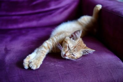 Cat sleeping on bed