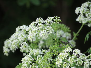 Close-up of white flowering plant