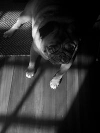 Close-up portrait of dog