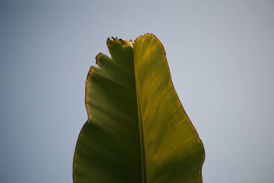 Low angle view of banana leaf against sky