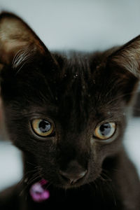 Close-up portrait of a cat