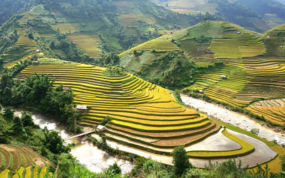 Panoramic view of rice paddy