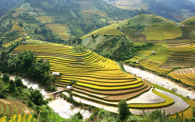 Panoramic view of rice paddy