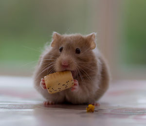 Close-up of hamster eating food on floor