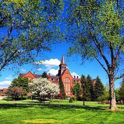 Trees in lawn against blue sky