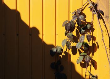 Close-up of plant against container