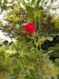 Close-up of red flowering plant against trees