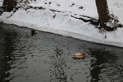 High angle view of ducks swimming in lake during winter