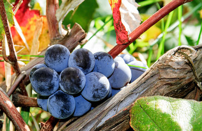 Close-up of grapes growing on tree