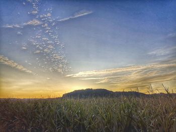 Scenic view of field against sky during sunset