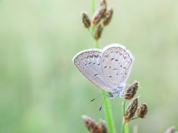 Close-up of butterfly perching on plant