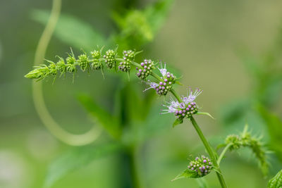 Close up of flowers on a common mint plant