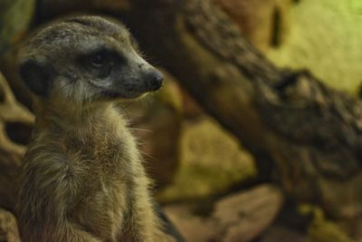 Close-up of an animal looking away