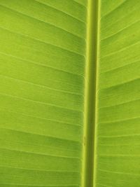 Full frame shot of palm leaf